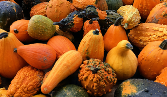 Leckere Herbst-Küche - rund um den Kürbis